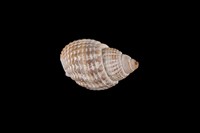 藏品(正織紋螺)的圖片